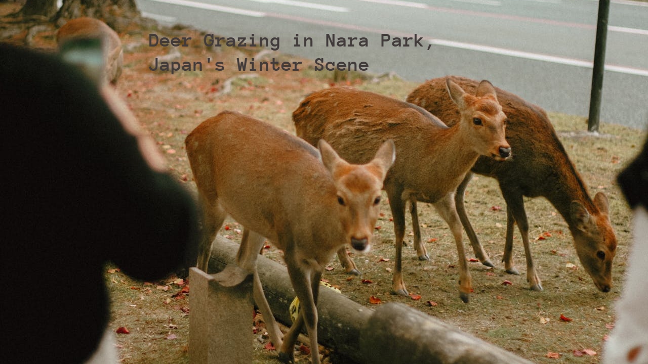 Nara: A Serene Retreat in Japans Bustling Landscape